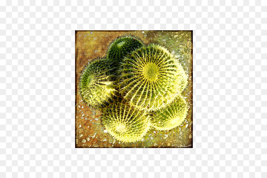 Big O Arte，Cactaceae PNG