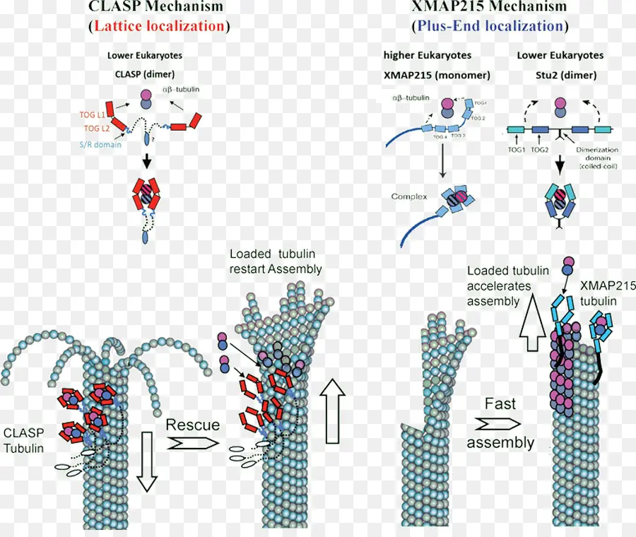 Mecanismo Clasp Y Xmap215，Biología PNG