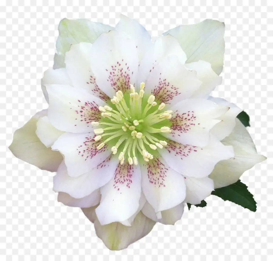 Helleborus Niger，Flor PNG