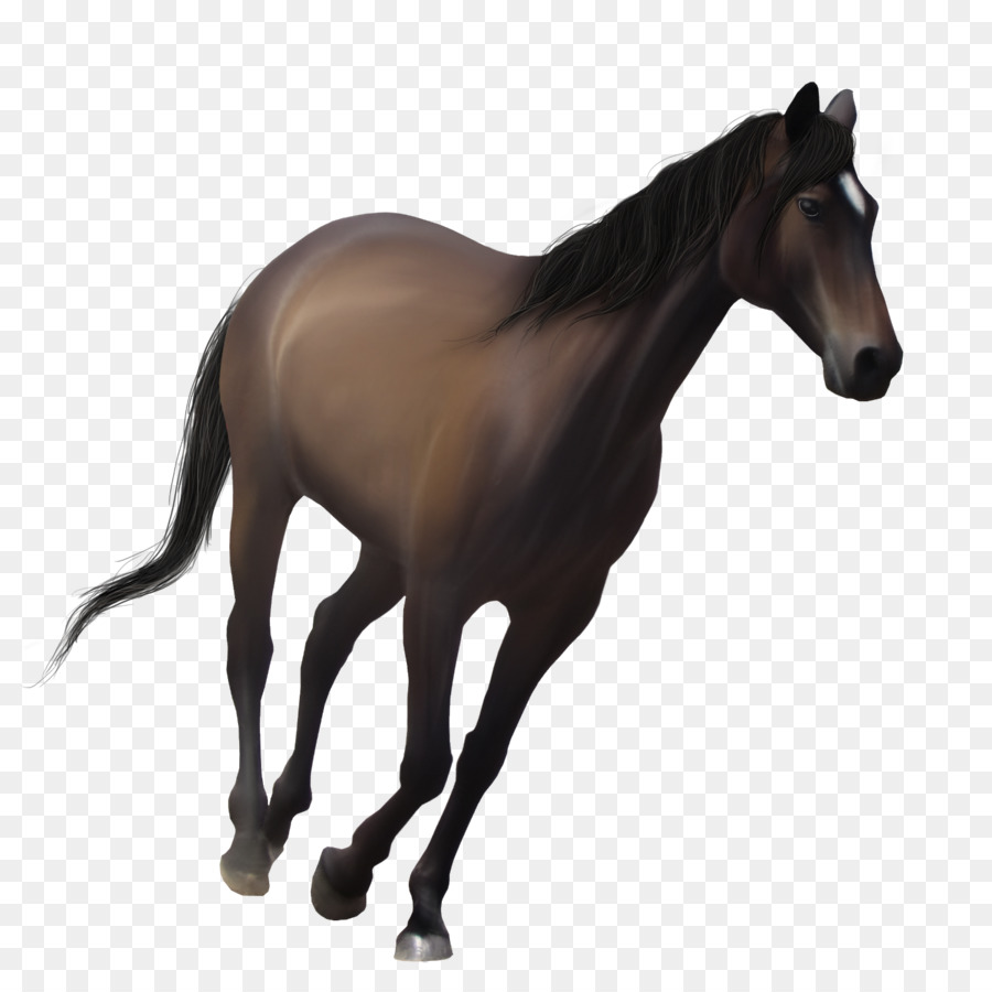 Caballo，Equino PNG