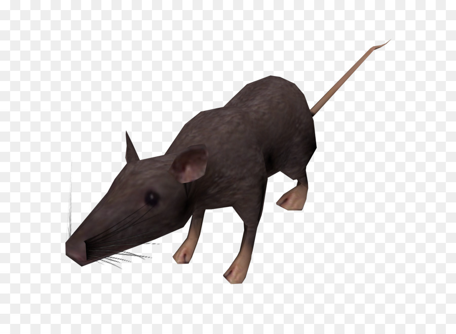 Ratón，Hocico PNG