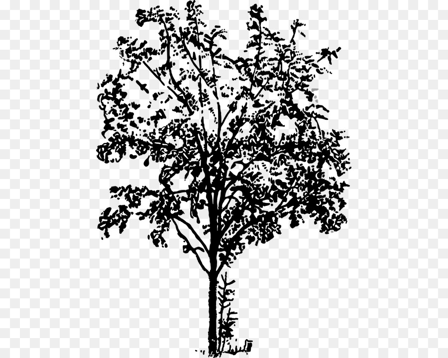 Ramita，árbol PNG