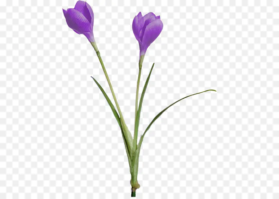 Crocus，Postscript Encapsulado PNG