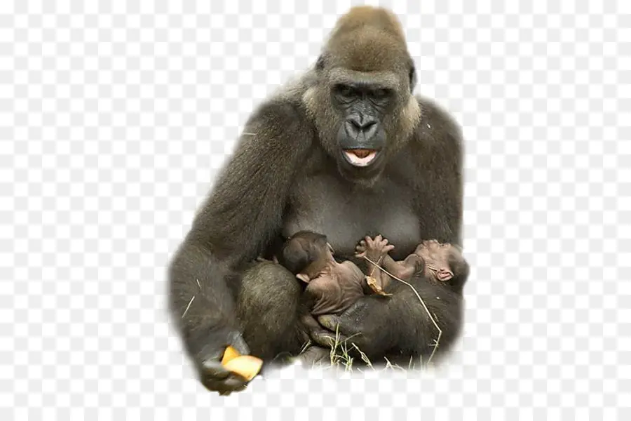 Gorila，Los Primates PNG