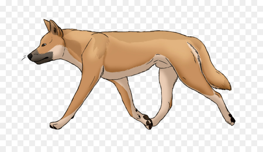 Raza De Perro，Dingo PNG