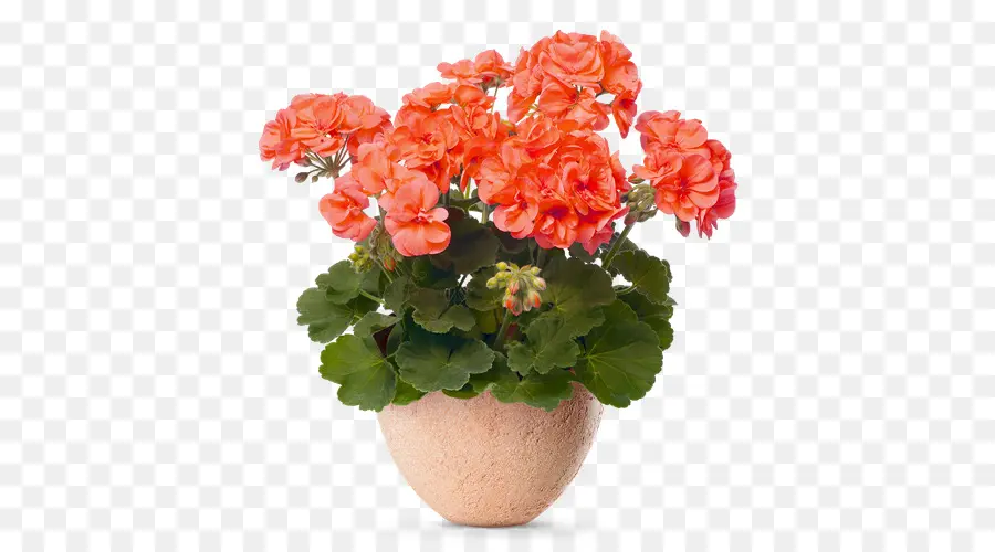 Grúa Sbill，Pelargonium Peltatum PNG