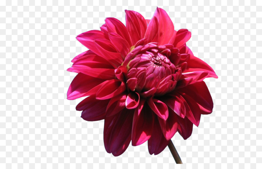 Dalia，Teléfonos Móviles PNG