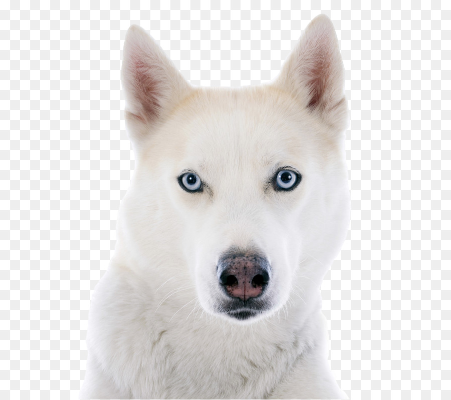 Perro Shiba Inu，Shiba Inu PNG