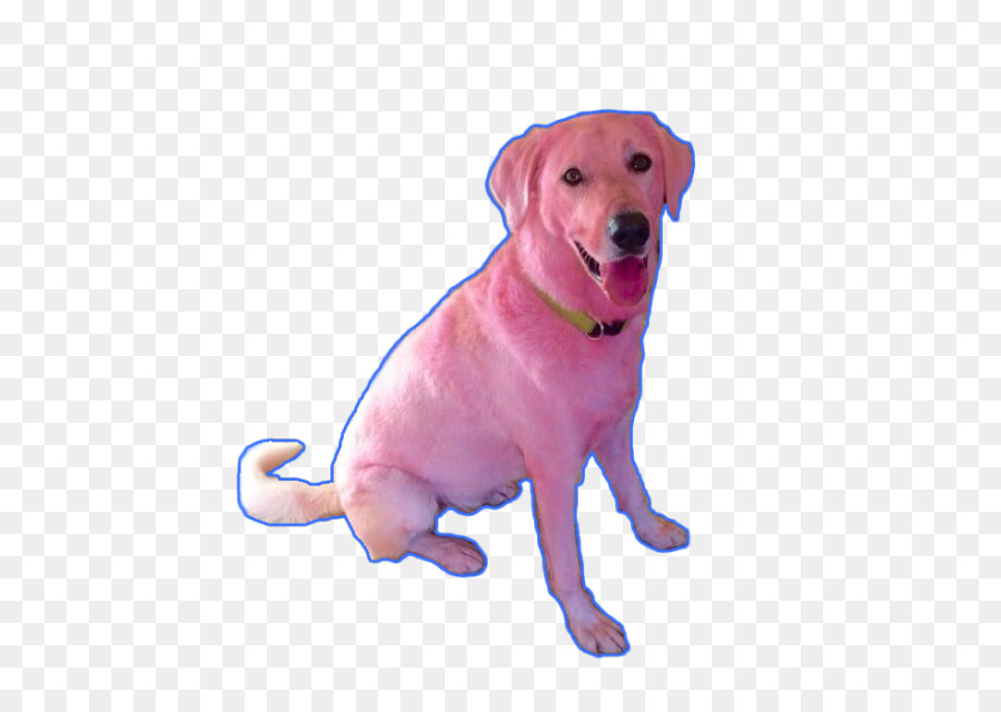 Labrador Retriever，Cachorro PNG