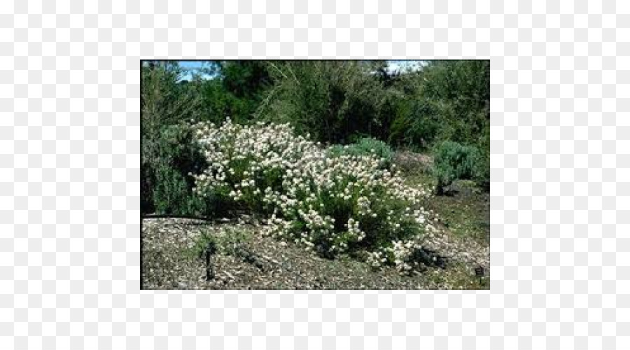 Arbusto，Olearia Ramulosa PNG