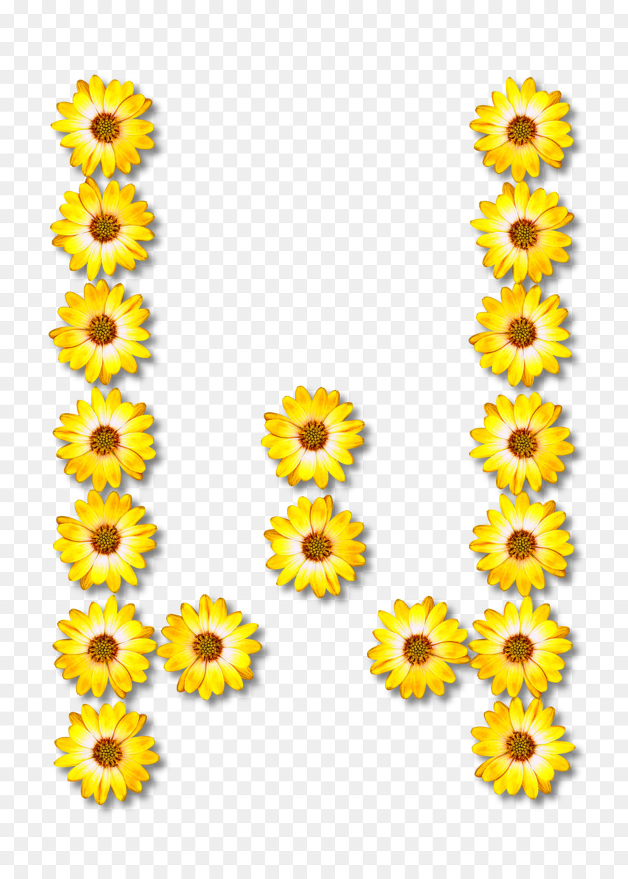 Común De Girasol，Alfabeto PNG