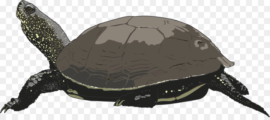 Tortuga，Tortuga De Mar PNG