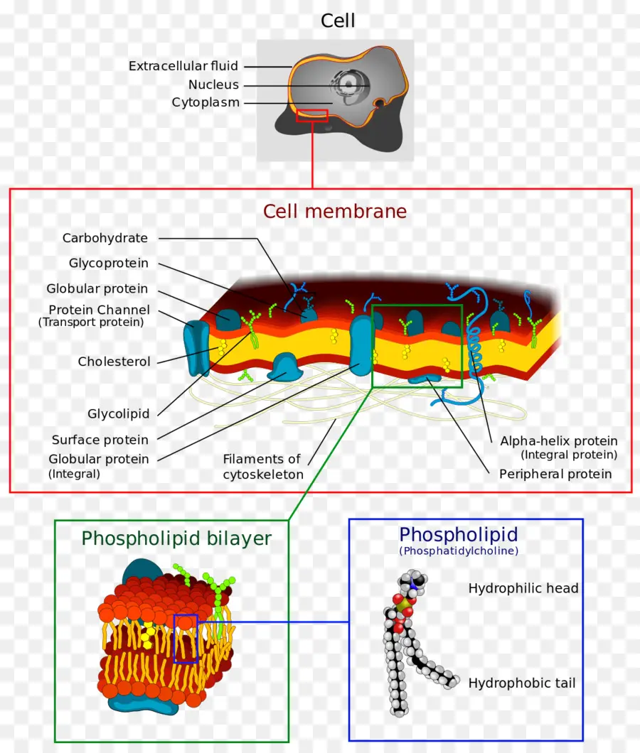 Membrana Celular，Membrana Biológica PNG