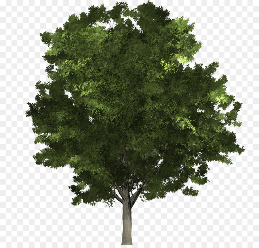 Fraxinus Pennsylvanica，árbol PNG