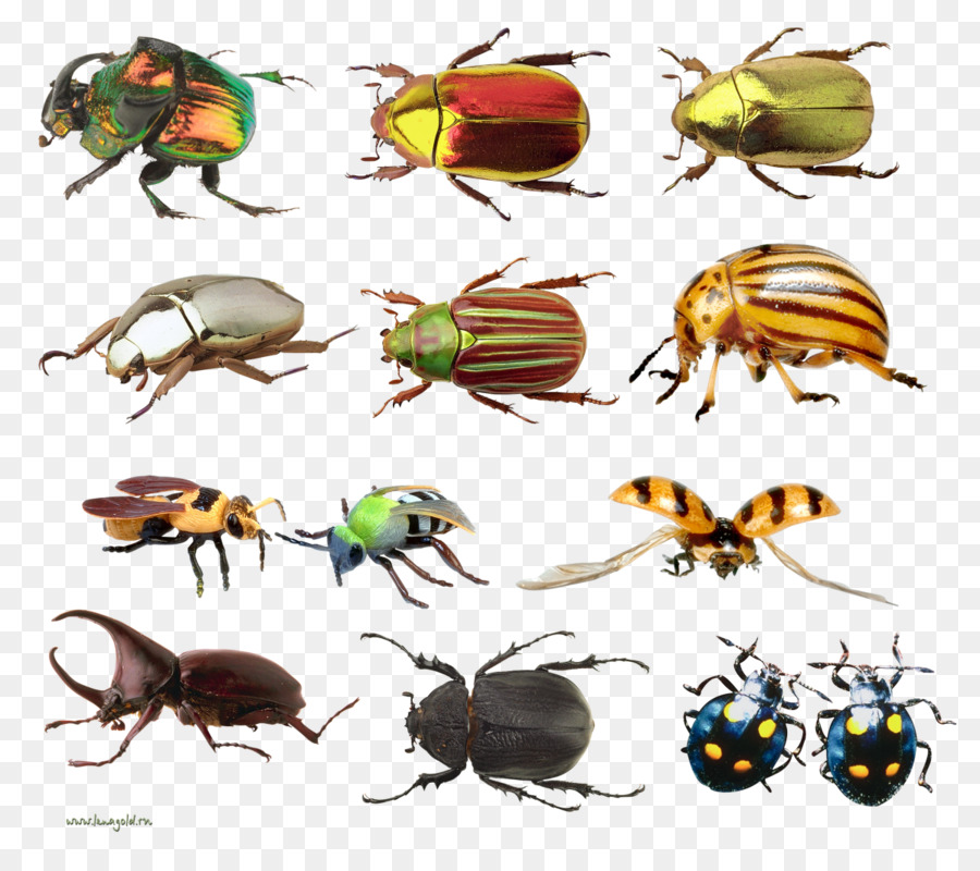 Escarabajos Coloridos，Insectos PNG