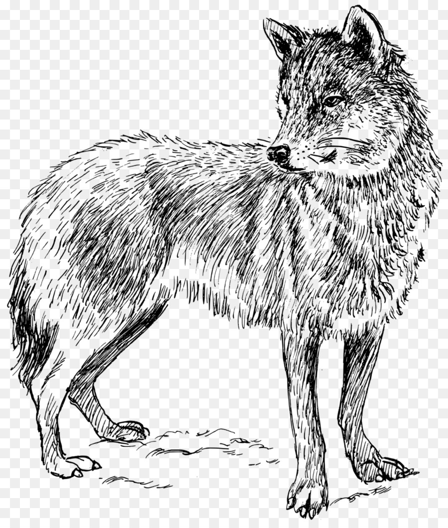 Perro，Lobo ártico PNG