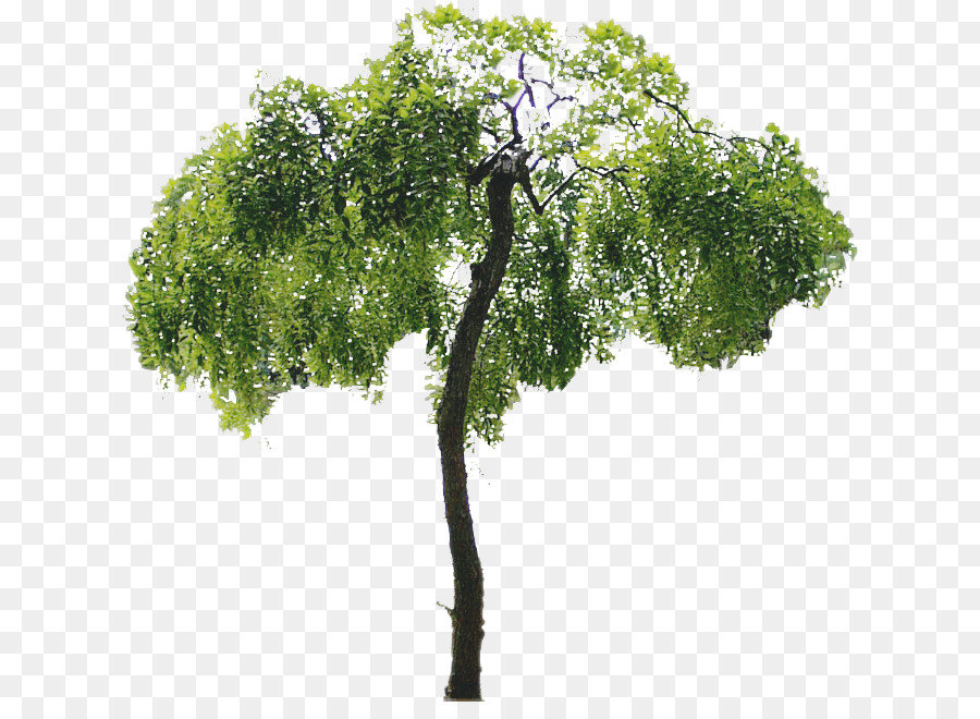 árbol，Modelo De Color Rgb PNG