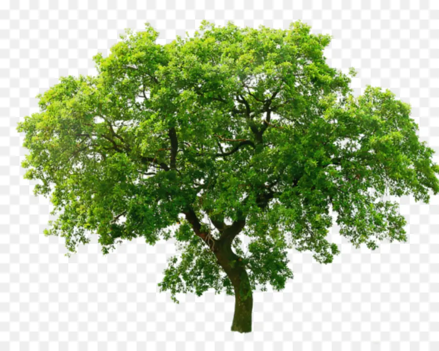 árbol，Verde PNG