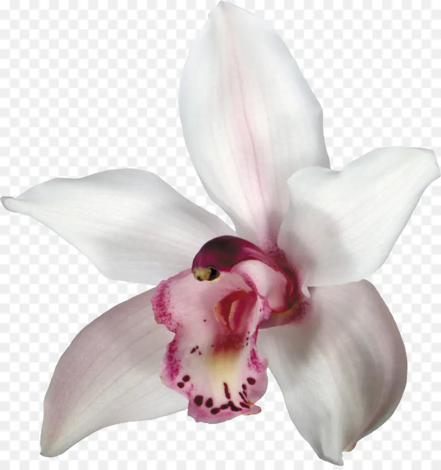 Las Orquídeas，Flor PNG