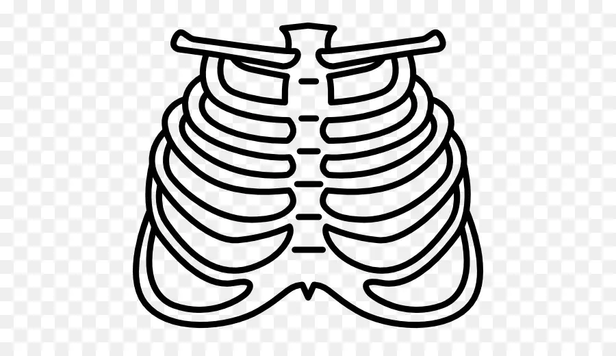 Costilla，Cuerpo Humano PNG