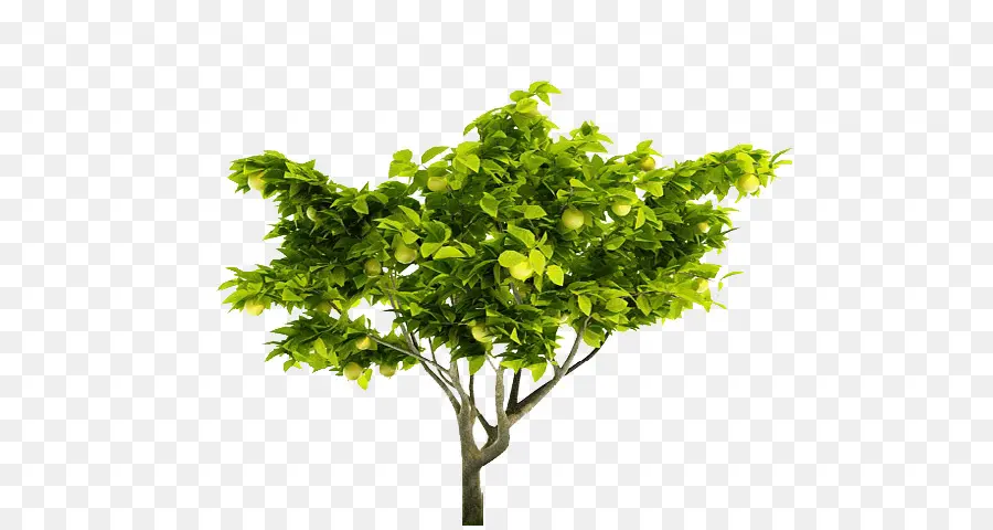 Limón，árbol PNG