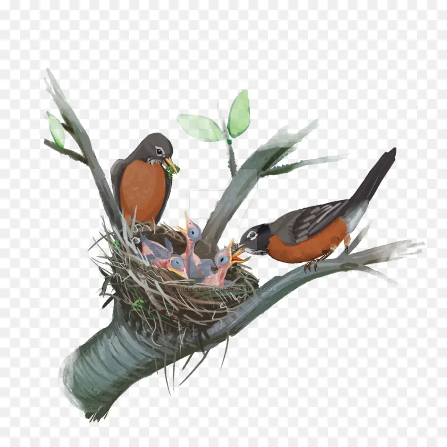 Pájaros Y Nido，Aves PNG