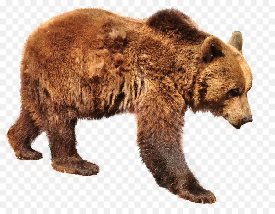 Grizzly Bear，Oso PNG