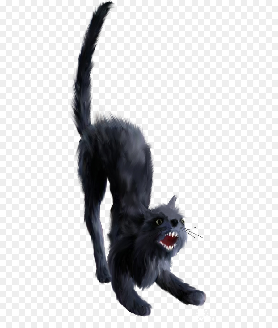 Gato Negro，Gatito PNG