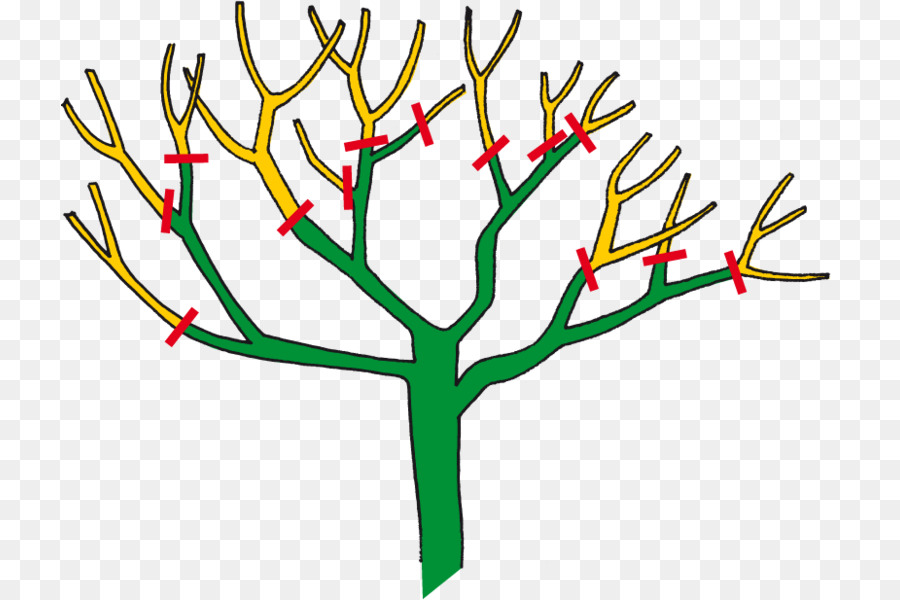 Rama，árbol PNG