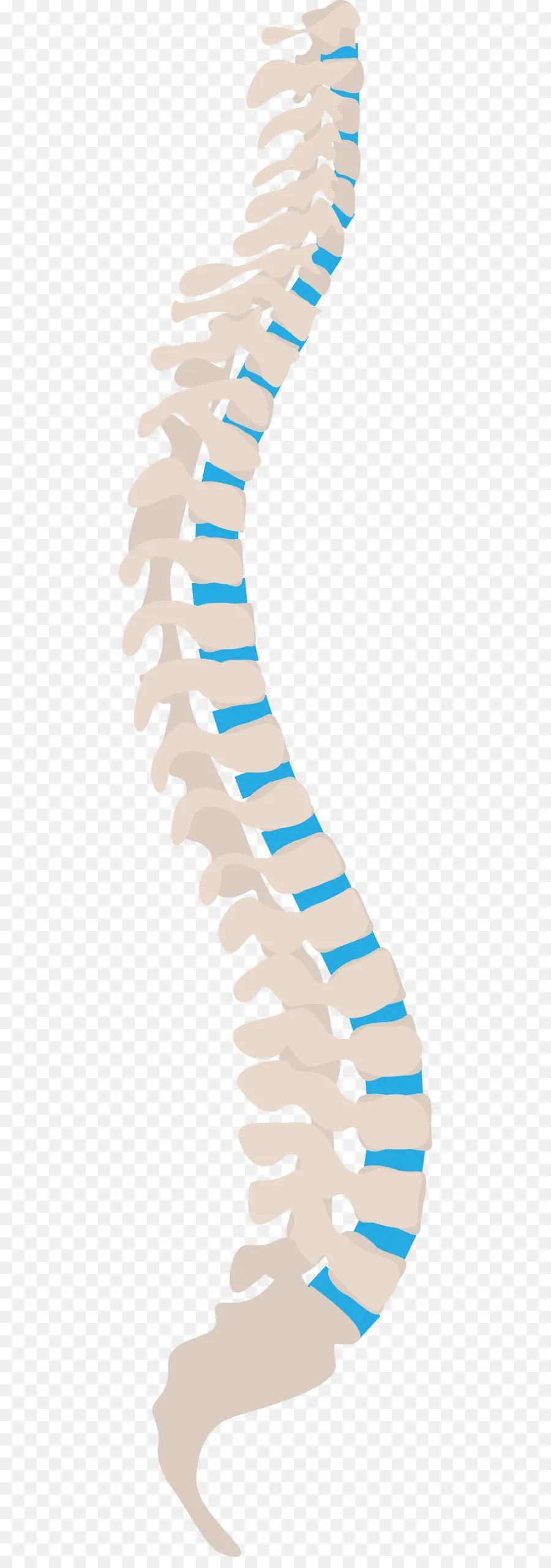 La Columna Vertebral，Nervio Espinal PNG