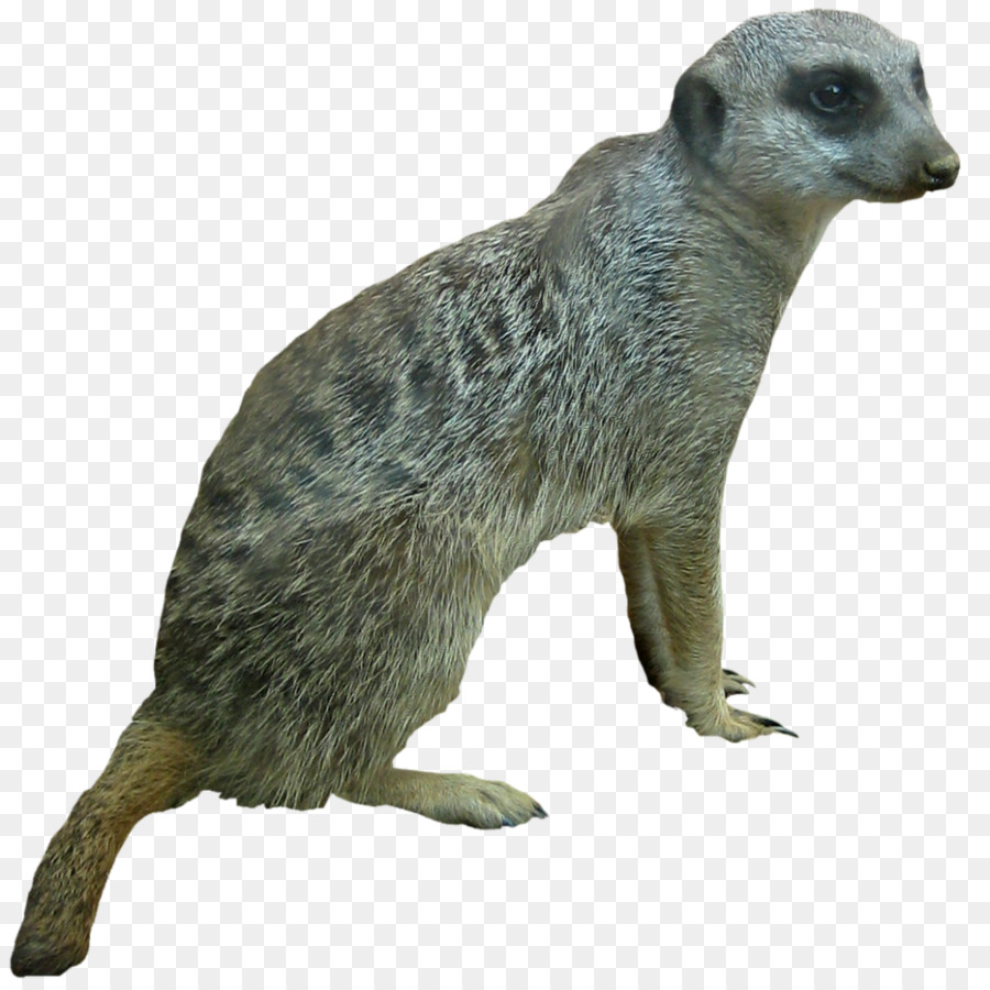 Suricata，Animal PNG