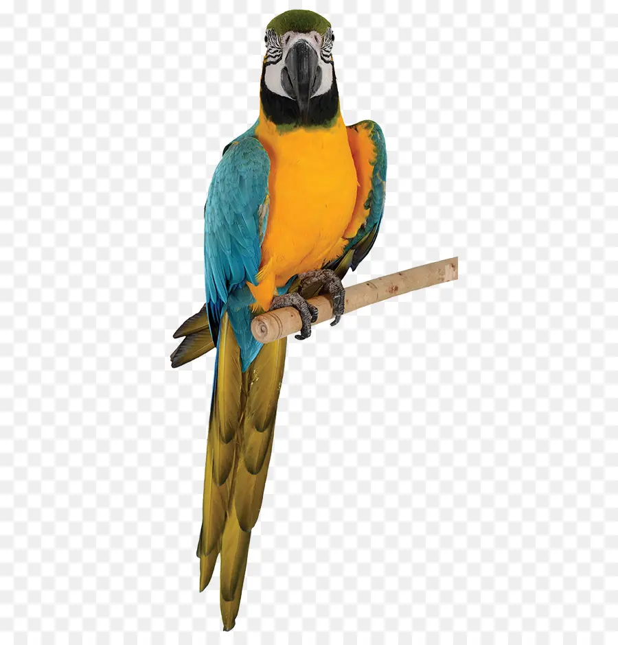 Loro Colorido，Pájaro PNG