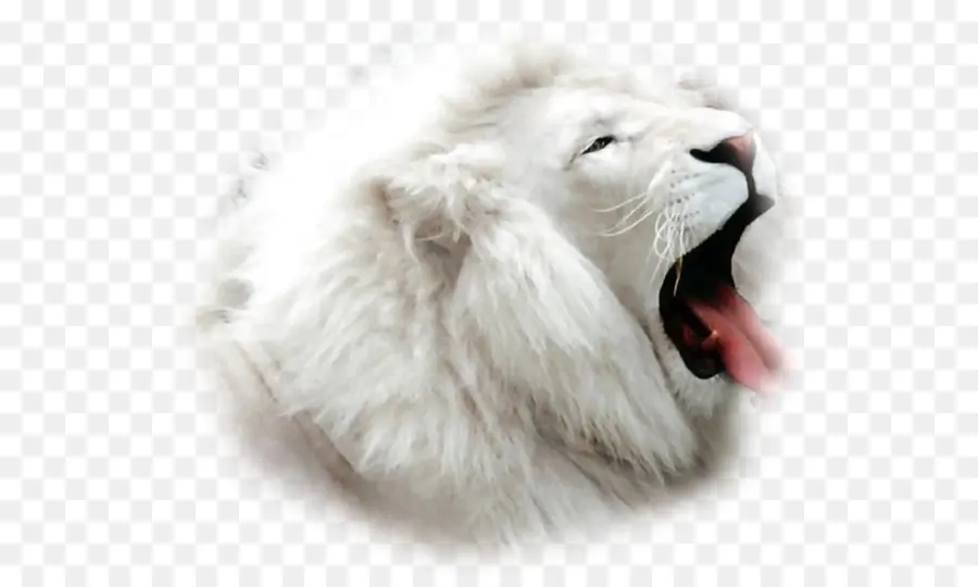 León，White Lion PNG