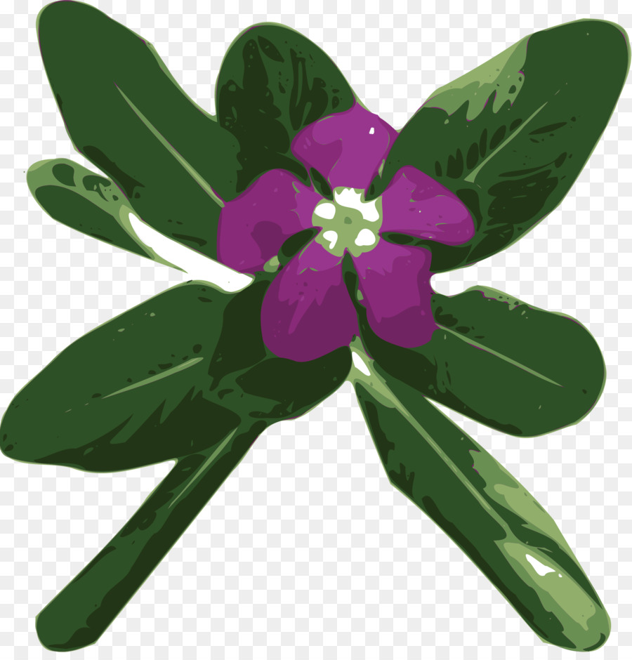 Vinca Major，Vinca Minor PNG