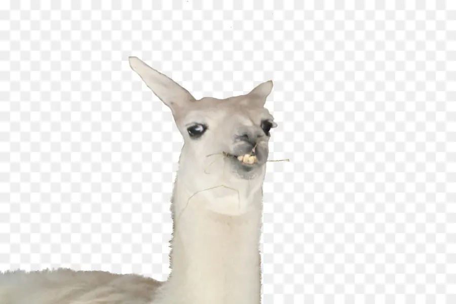 Llama，Ola K Ase PNG