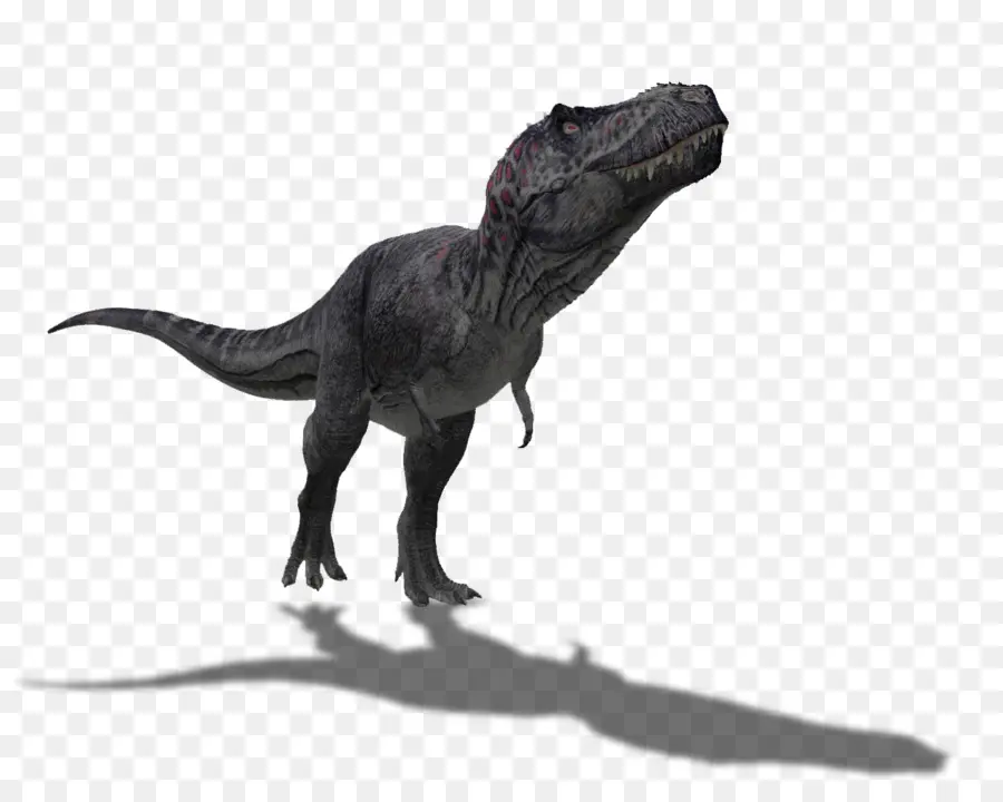 Tyrannosaurus，Spinosaurus PNG