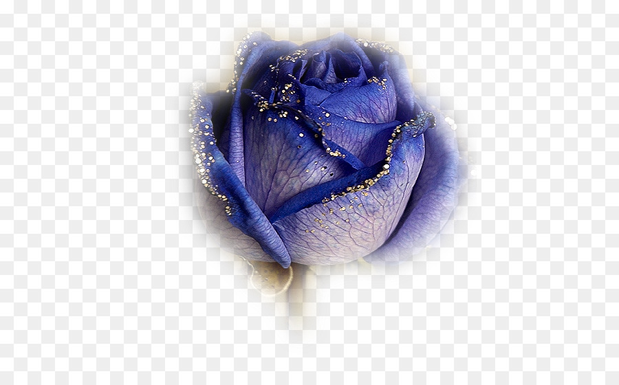 Rosa Azul，Rosa PNG