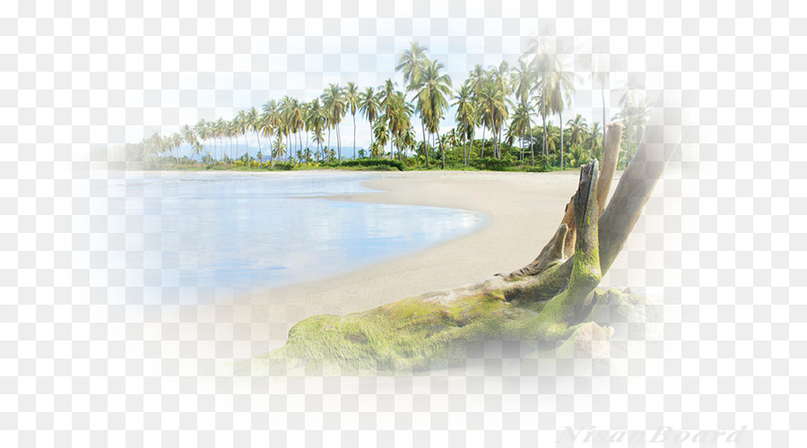 Playa，Palmeras PNG