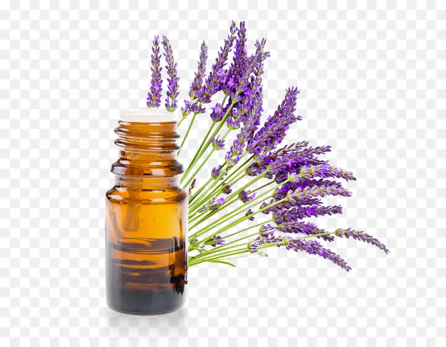 Inglés Lavanda，Aceite Esencial PNG