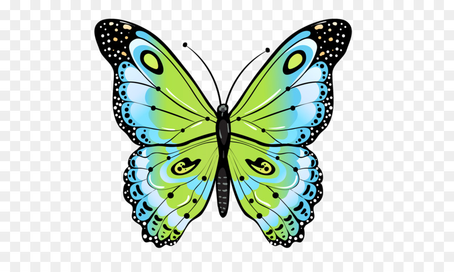 Mariposa，Dibujo PNG