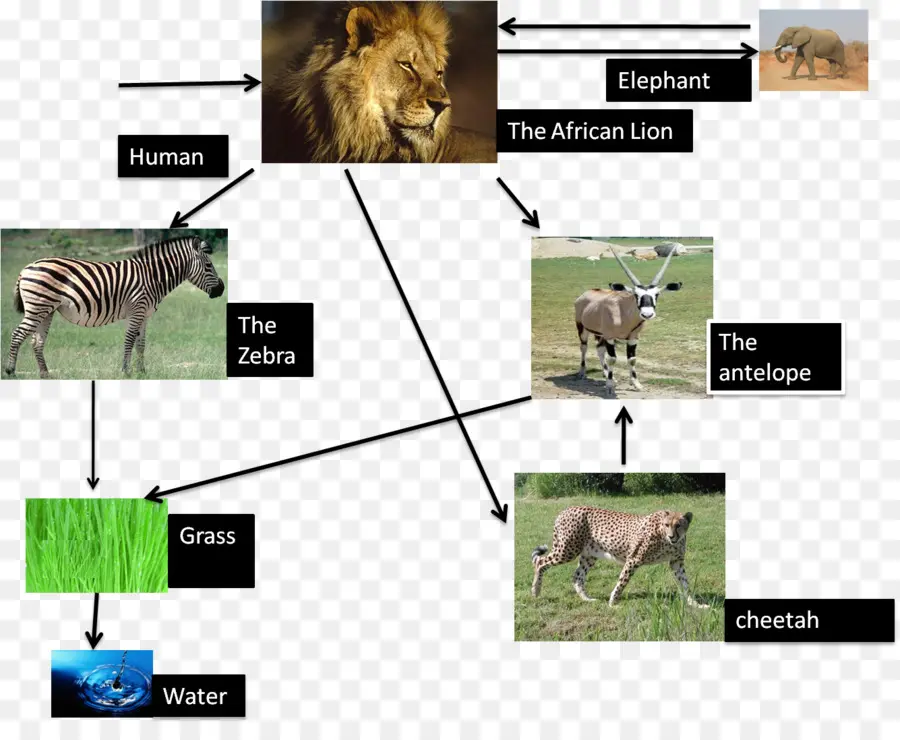 Cadena Alimentaria，Animales PNG