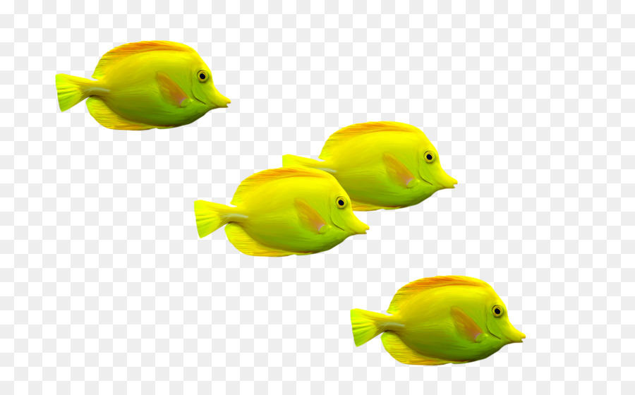 Los Peces，Peces De Colores PNG