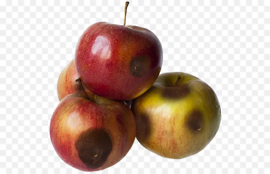 Manzanas Podridas，Magullado PNG