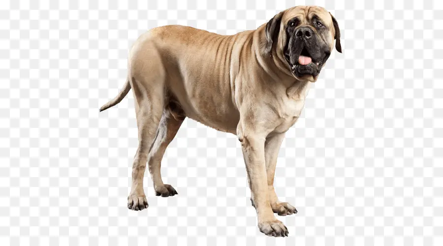 Perro Marrón，Mascota PNG