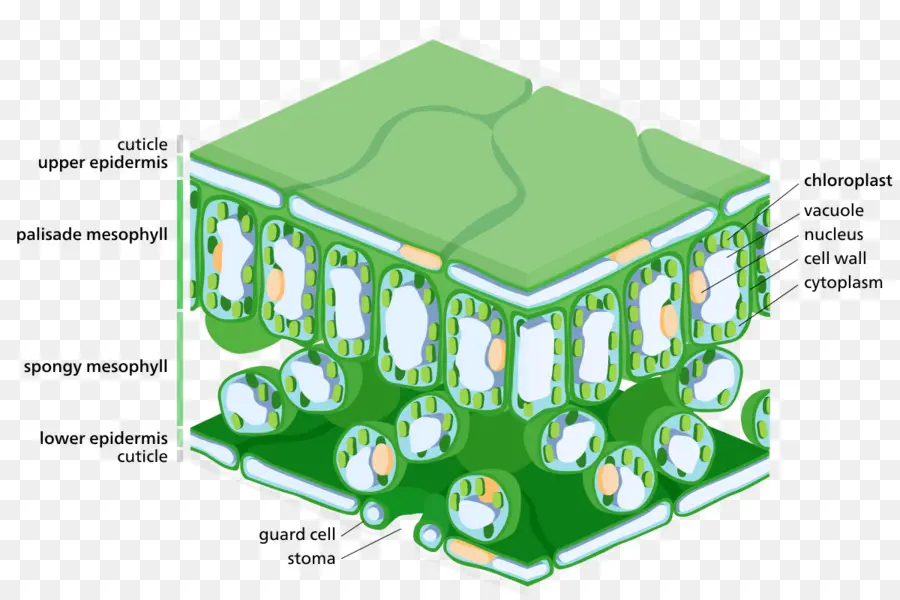 Célula Vegetal，Estructura PNG