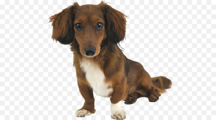 Dachshund，Cachorro PNG