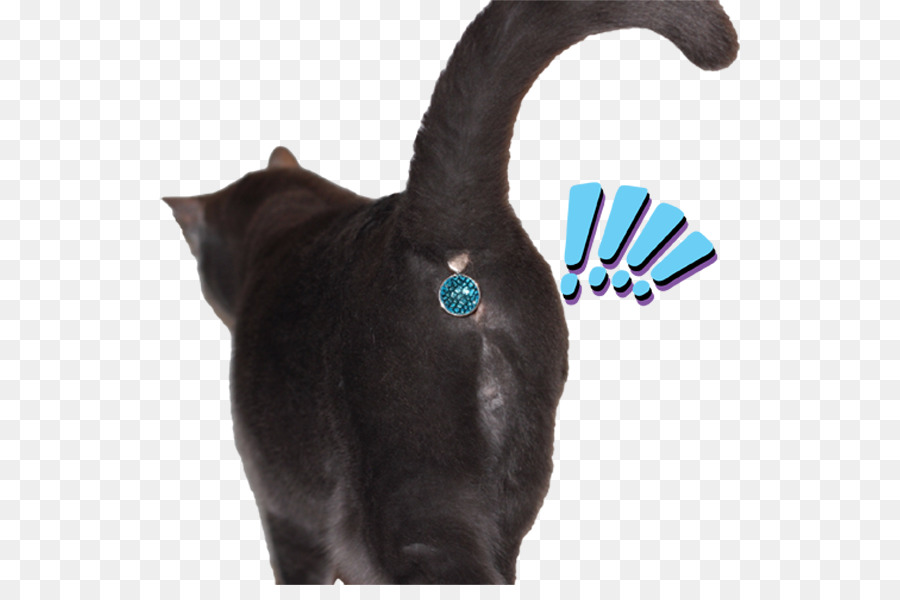 Gato，Mascota PNG