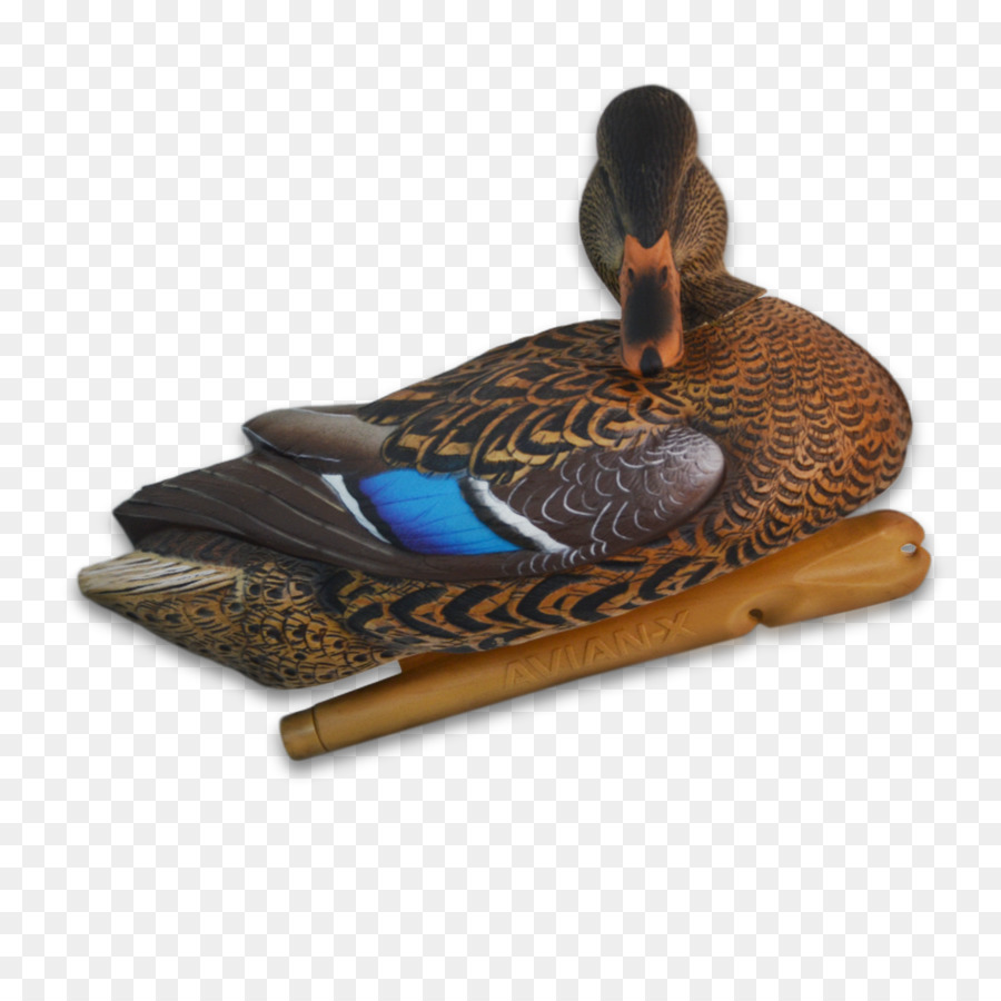 Pato Real，Pato PNG