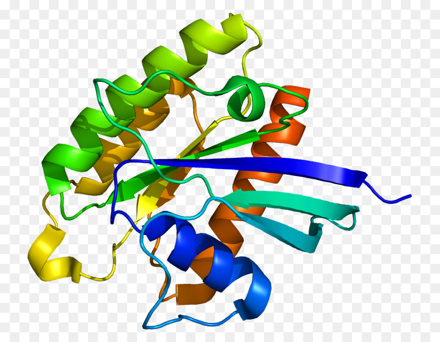 Estructura De Proteína Colorida，Proteína PNG