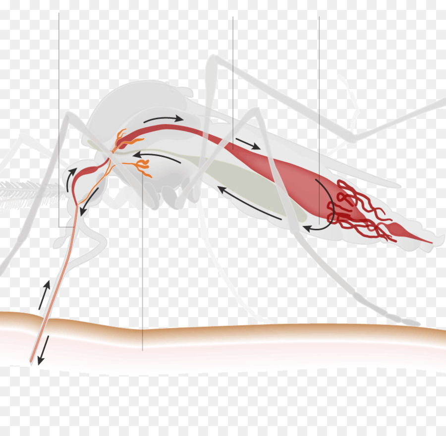 Virus Zika，Mosquito De La Fiebre Amarilla PNG